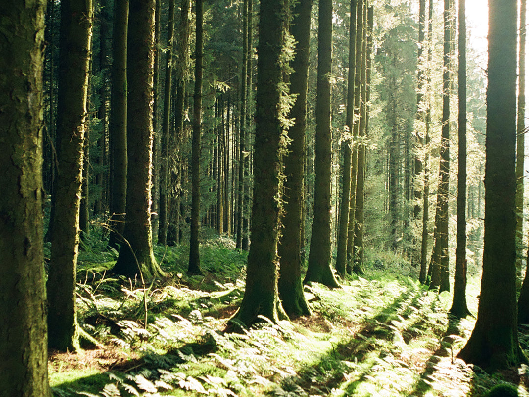 Feel Wild |  Wild Places