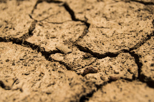 What is Our Earth Collection?
